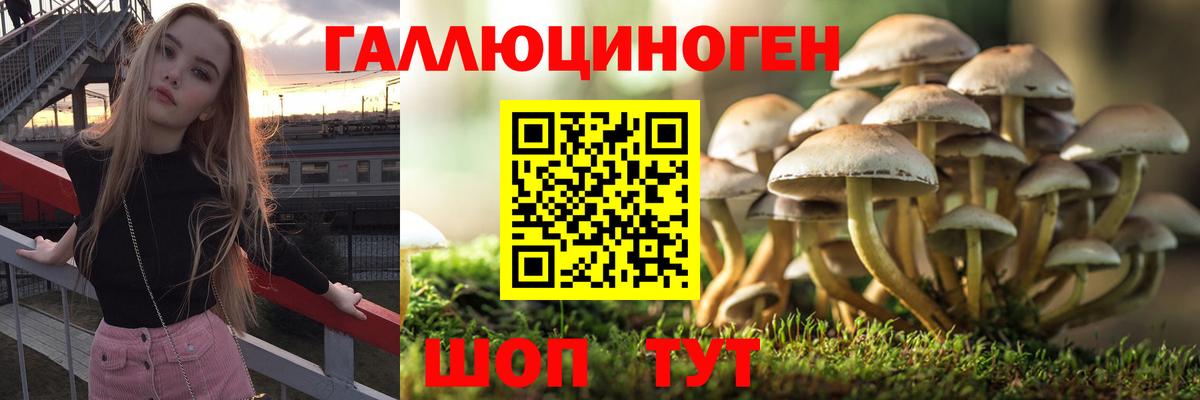 Псилоцибиновые грибы Psilocybine cubensis Майский